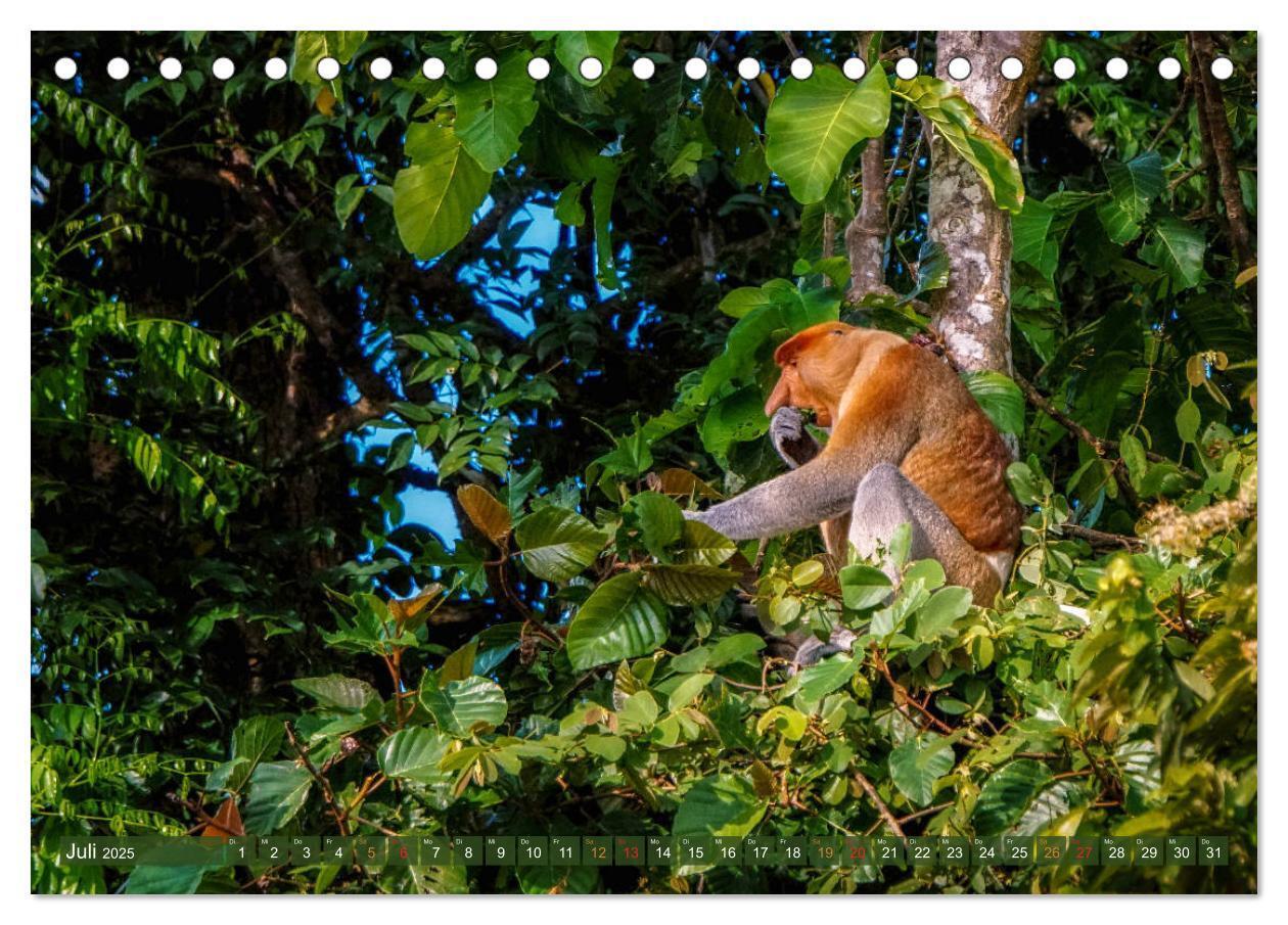 Bild: 9783435218004 | Nasenaffen von Borneo (Tischkalender 2025 DIN A5 quer), CALVENDO...