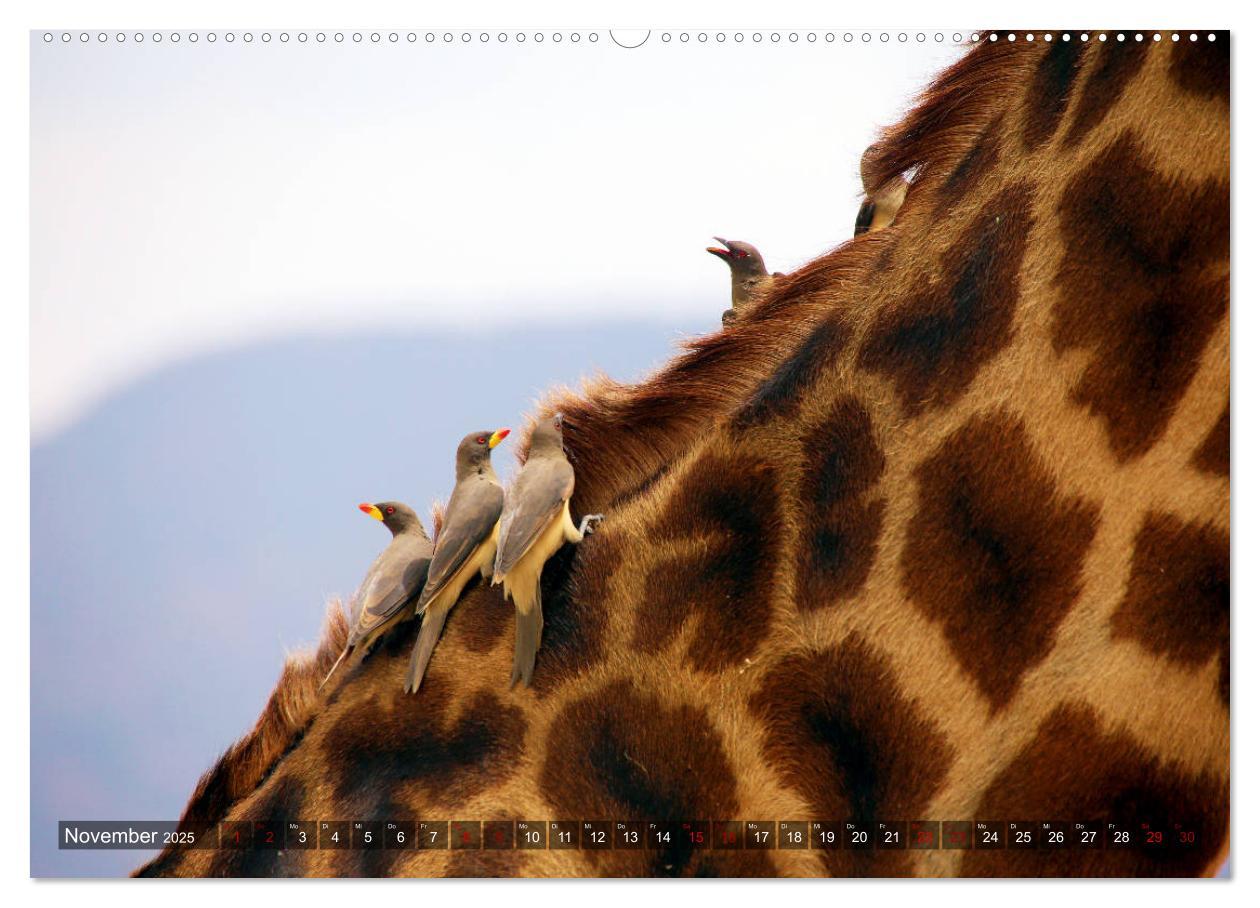 Bild: 9783435245604 | Afrika - Zauber der Wildnis (hochwertiger Premium Wandkalender 2025...