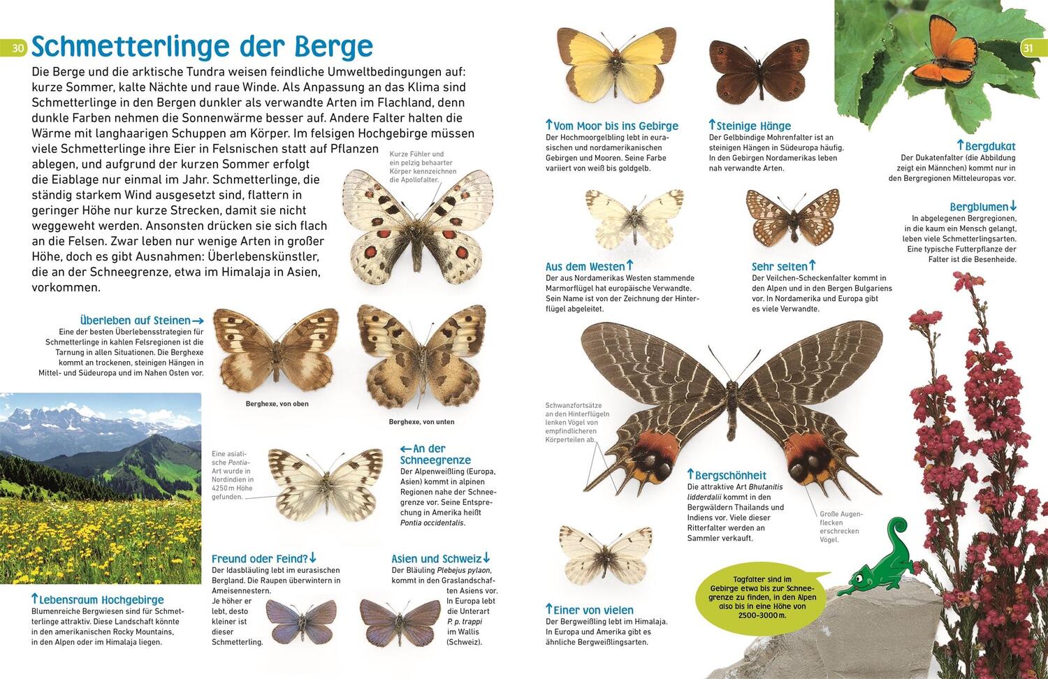 Bild: 9783831043798 | memo Wissen entdecken. Schmetterlinge | Paul Whalley | Buch | 72 S.