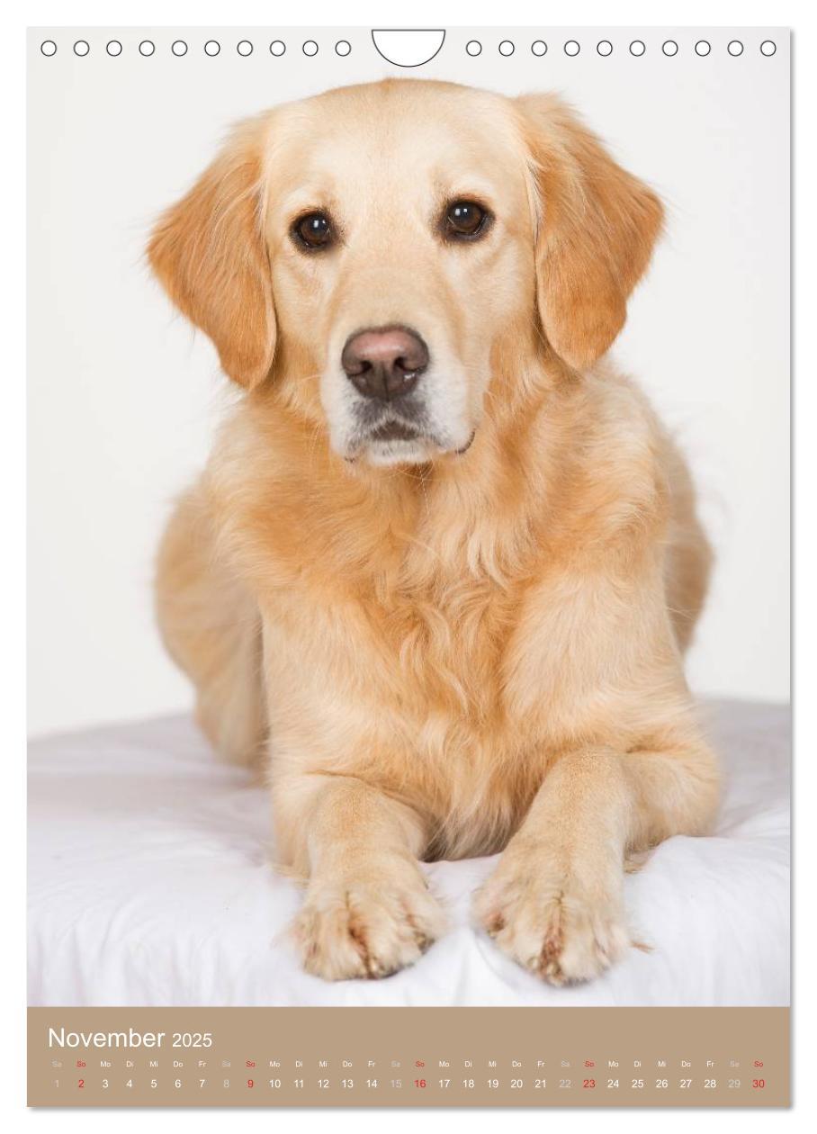 Bild: 9783457065129 | Golden Retriever (Wandkalender 2025 DIN A4 hoch), CALVENDO...