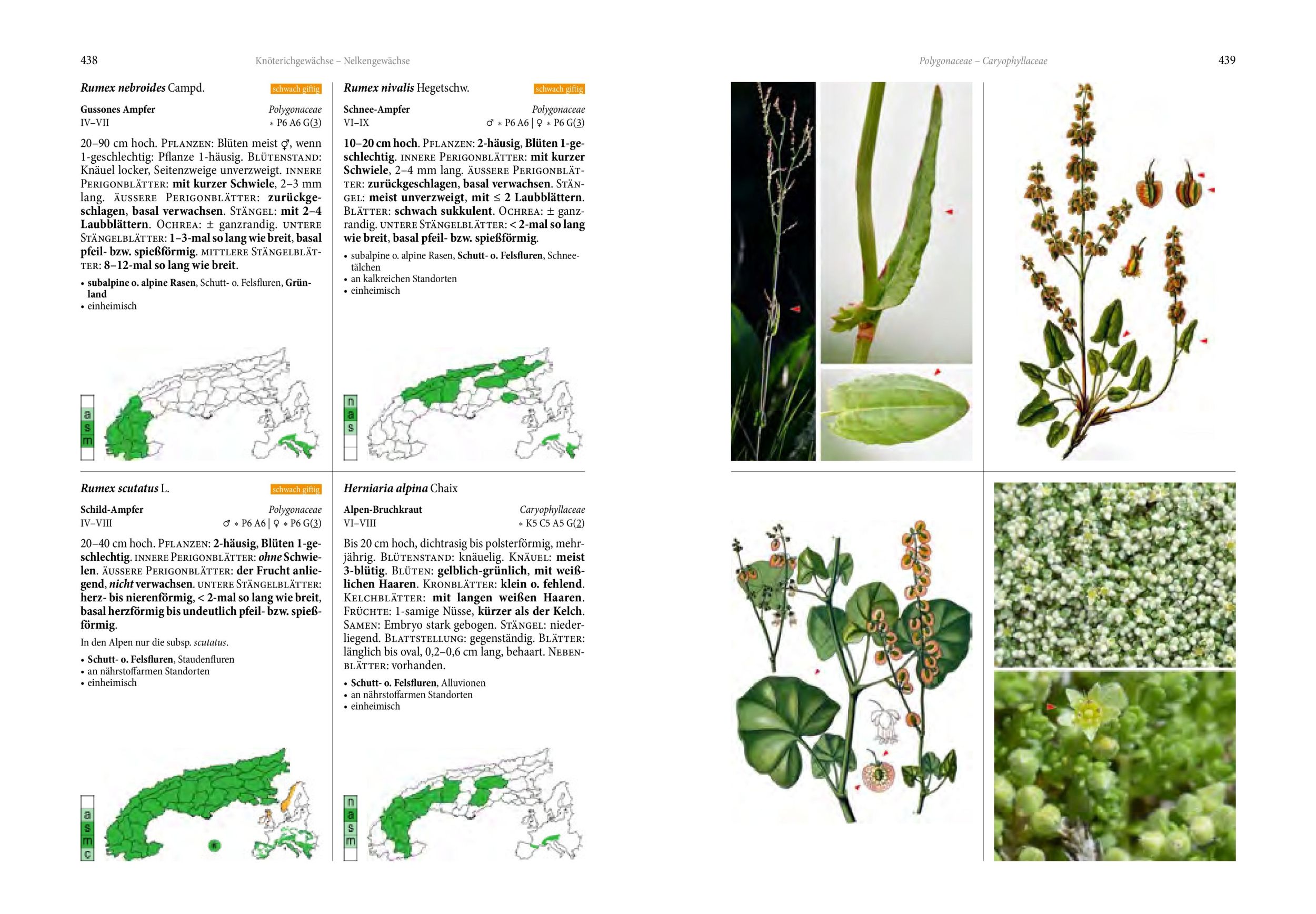 Bild: 9783702511340 | Alpenflora | Oliver Tackenberg | Buch | 800 S. | Deutsch | 2024