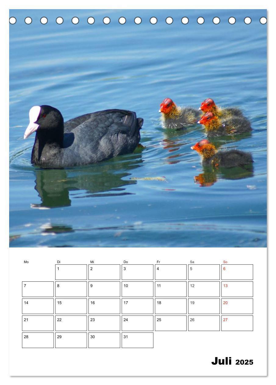 Bild: 9783457000076 | Liebenswerte Enten (Tischkalender 2025 DIN A5 hoch), CALVENDO...