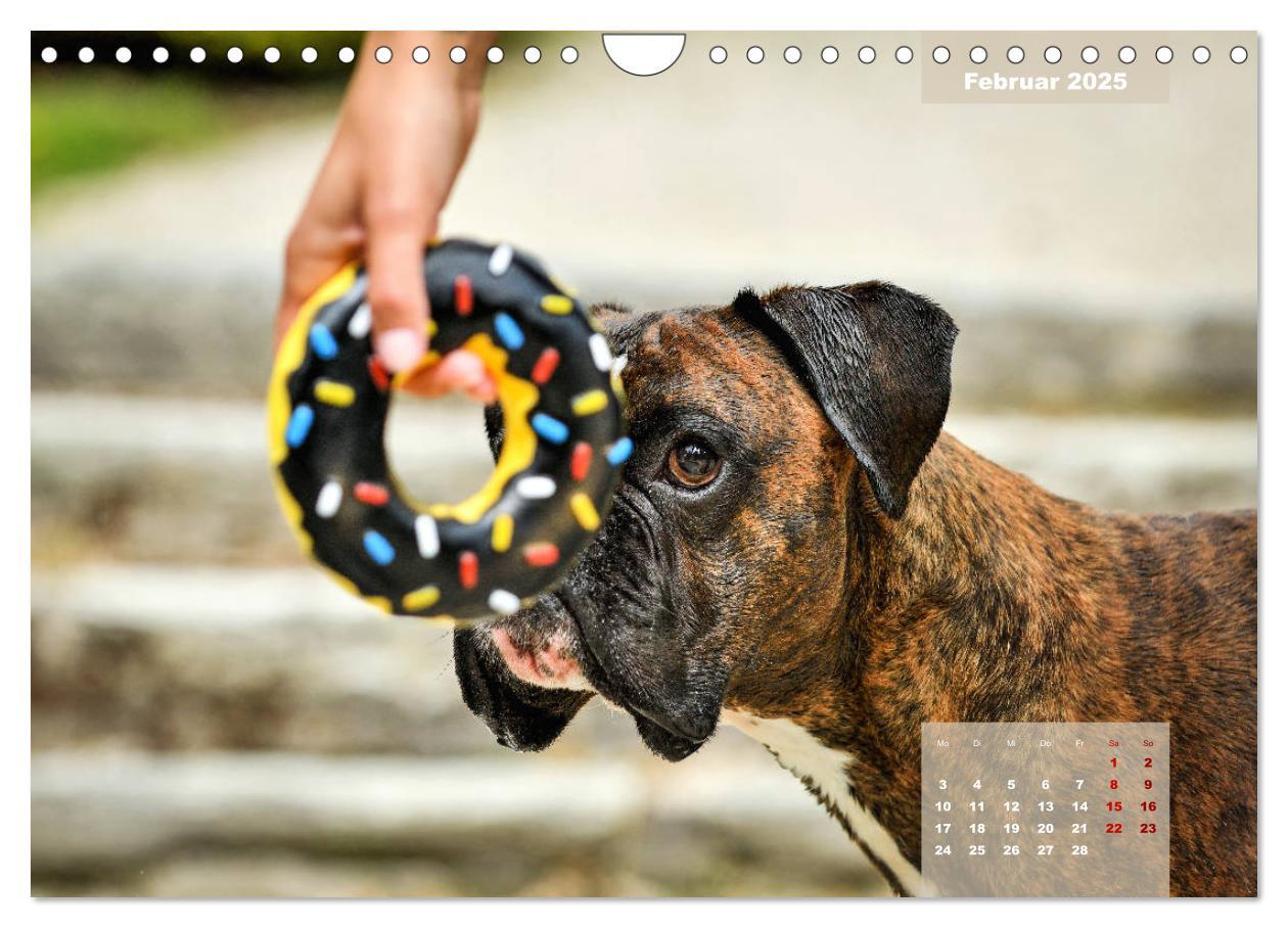 Bild: 9783435110896 | Boxer Frech und fröhlich durch das Jahr (Wandkalender 2025 DIN A4...