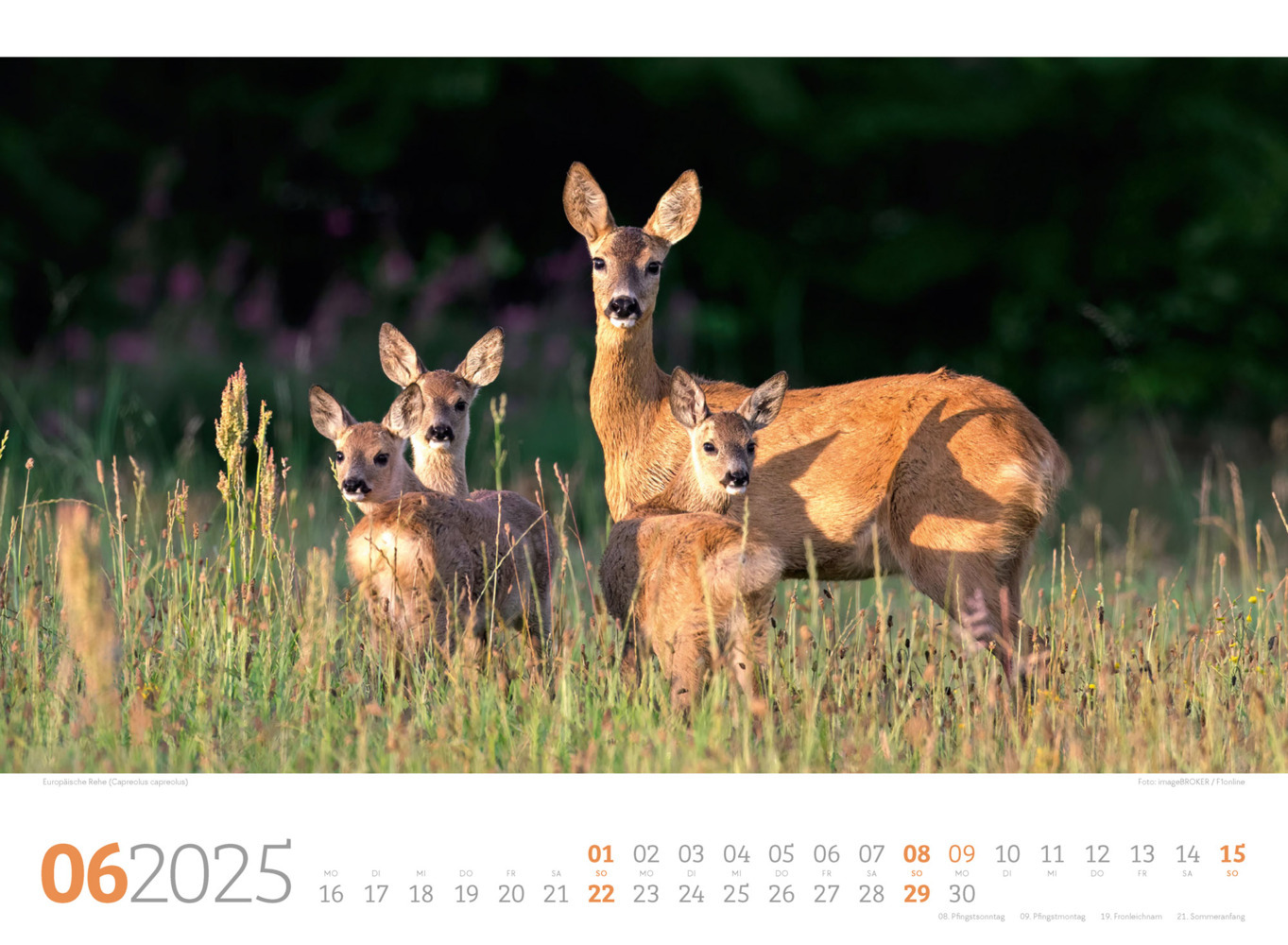 Bild: 9783838425825 | Tierwelt Wald Kalender 2025 | Ackermann Kunstverlag | Kalender | 14 S.