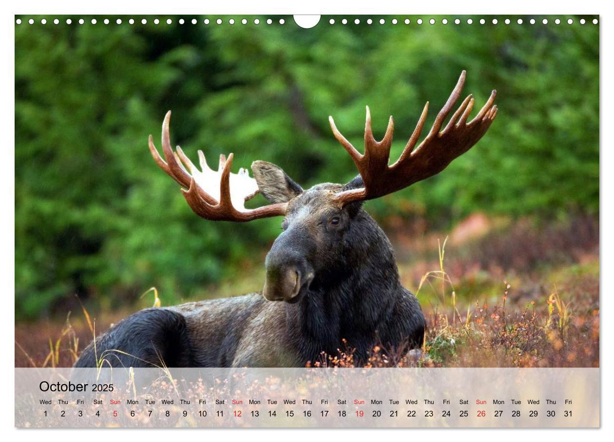 Bild: 9781325960514 | Canada Impressions (Wall Calendar 2025 DIN A3 landscape), CALVENDO...