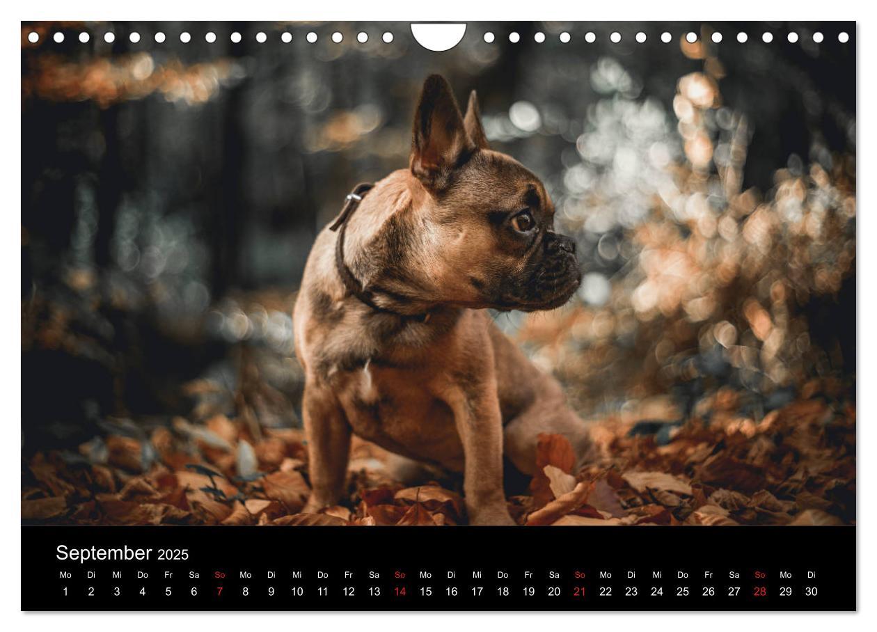 Bild: 9783435302314 | French Bulldog aktiv, verspielt, sportlich (Wandkalender 2025 DIN...