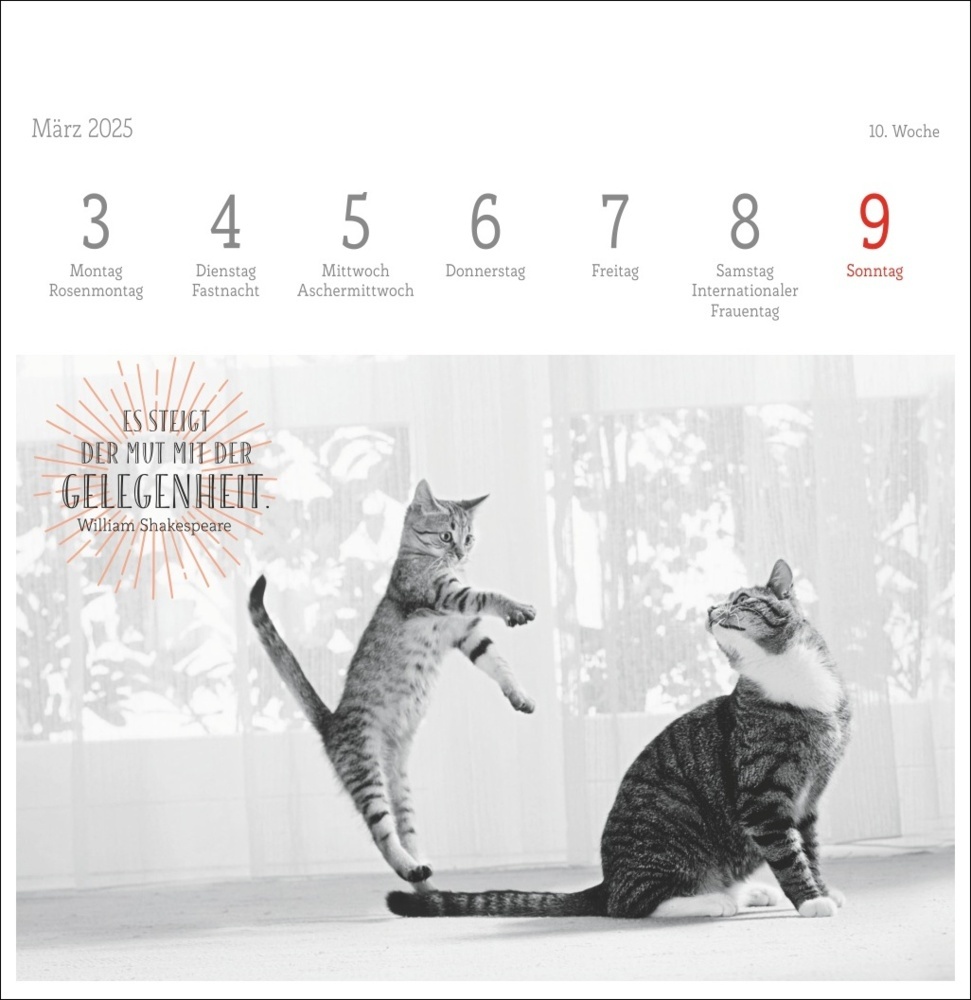 Bild: 9783756408160 | Monika Wegler: Katzen Weisheiten Premium-Postkartenkalender 2025