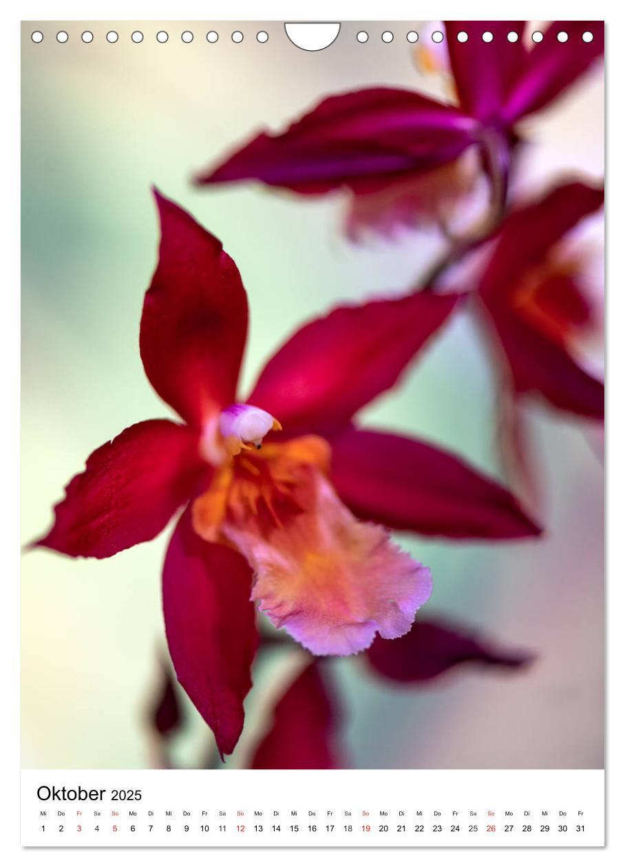 Bild: 9783435961290 | Orchideen (Wandkalender 2025 DIN A4 hoch), CALVENDO Monatskalender