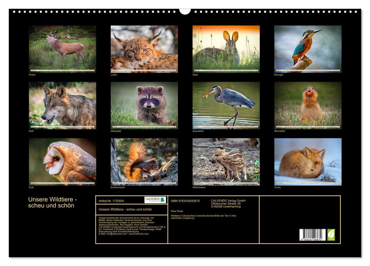 Bild: 9783435093670 | Unsere Wildtiere - scheu und schön (Wandkalender 2025 DIN A2 quer),...