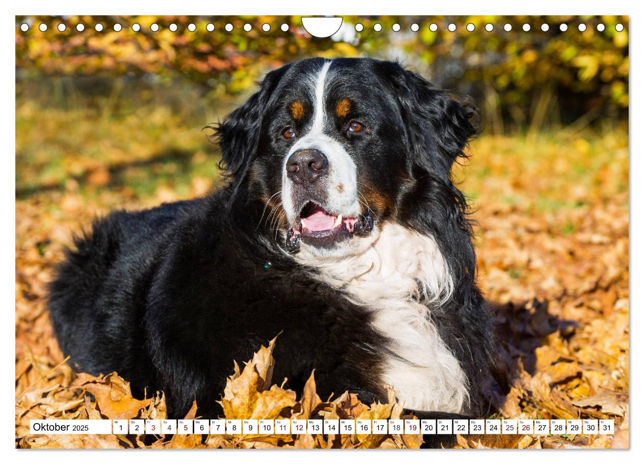 Bild: 9783435381258 | Faszinierende Schönheit Berner Sennenhund (Wandkalender 2025 DIN A4...