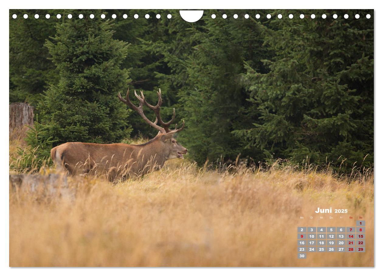 Bild: 9783435004065 | Krafttier Hirsch (Wandkalender 2025 DIN A4 quer), CALVENDO...