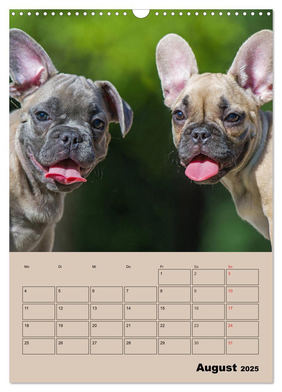 Bild: 9783435959259 | Jahresplaner Französische Bulldogge (Wandkalender 2025 DIN A3...