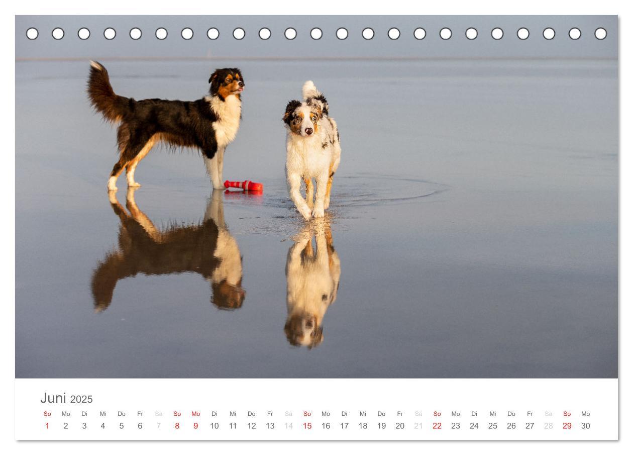 Bild: 9783435671762 | Australian Shepherd 2025 (Tischkalender 2025 DIN A5 quer), CALVENDO...