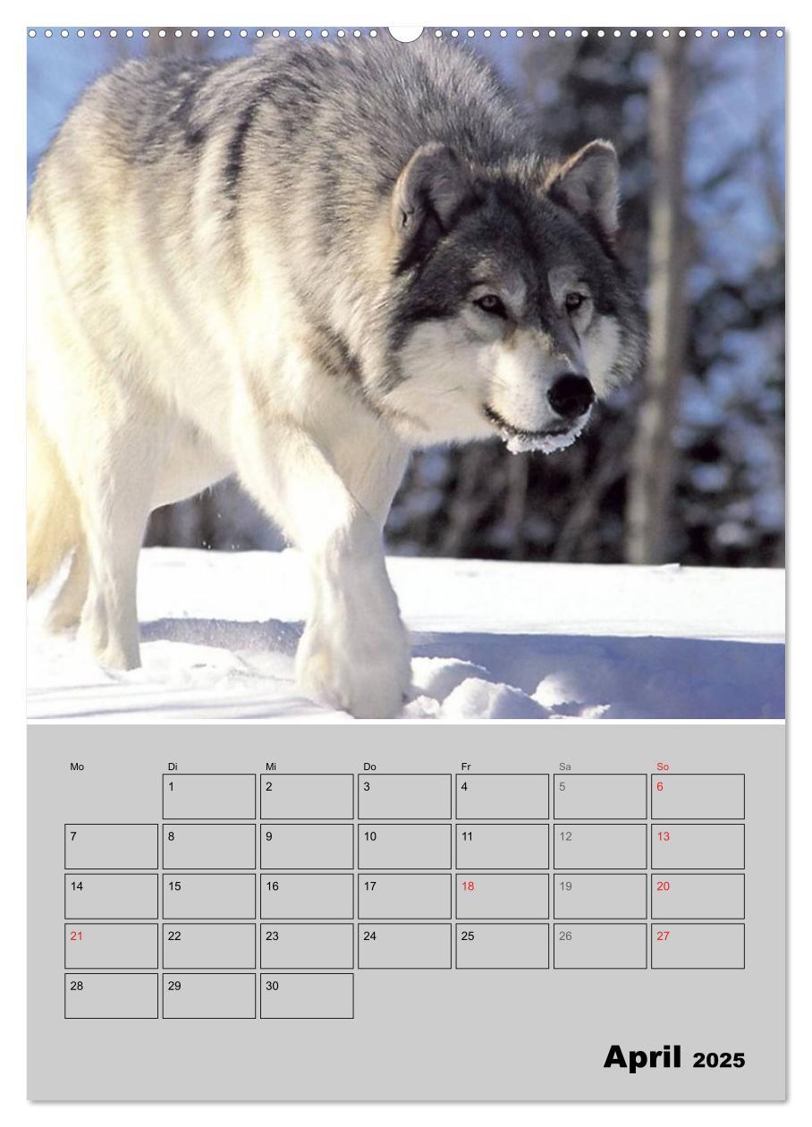 Bild: 9783457007143 | Wolf-Gesichter (hochwertiger Premium Wandkalender 2025 DIN A2...