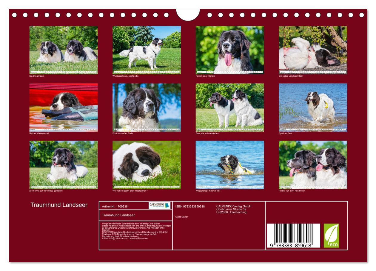 Bild: 9783383859618 | Traumhund Landseer (Wandkalender 2025 DIN A4 quer), CALVENDO...