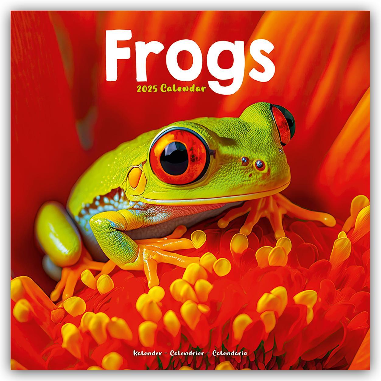 Cover: 9781804604342 | Frogs - Frösche 2025 - 16-Monatskalender | Avonside Publishing Ltd