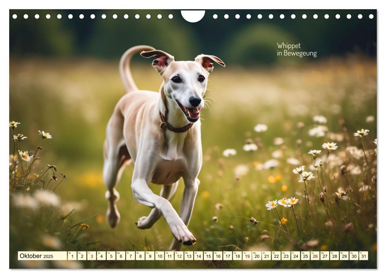 Bild: 9783457162057 | Windhunde im Portrait (Wandkalender 2025 DIN A4 quer), CALVENDO...