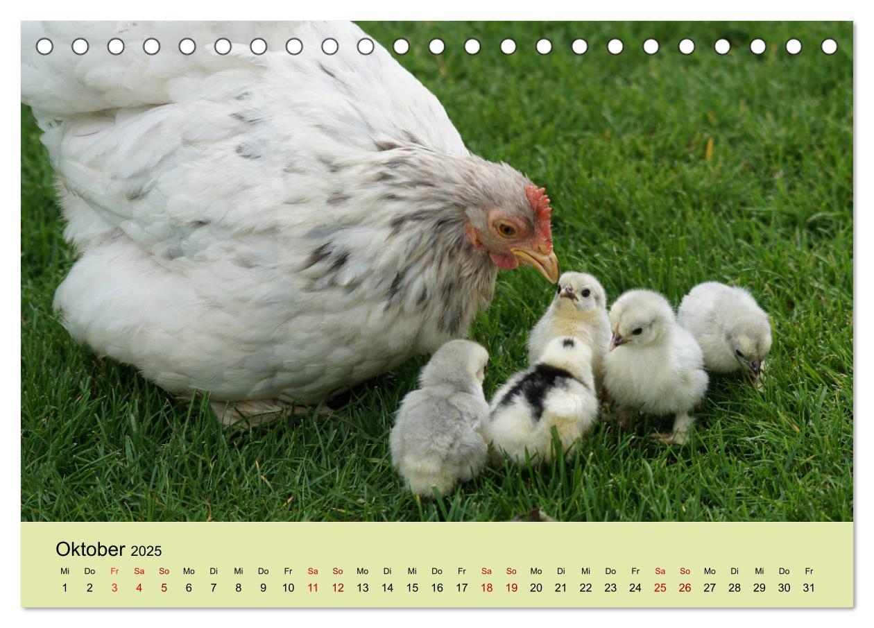 Bild: 9783435335893 | Vom Ei zum Huhn. Die Entwicklung von Küken (Tischkalender 2025 DIN...