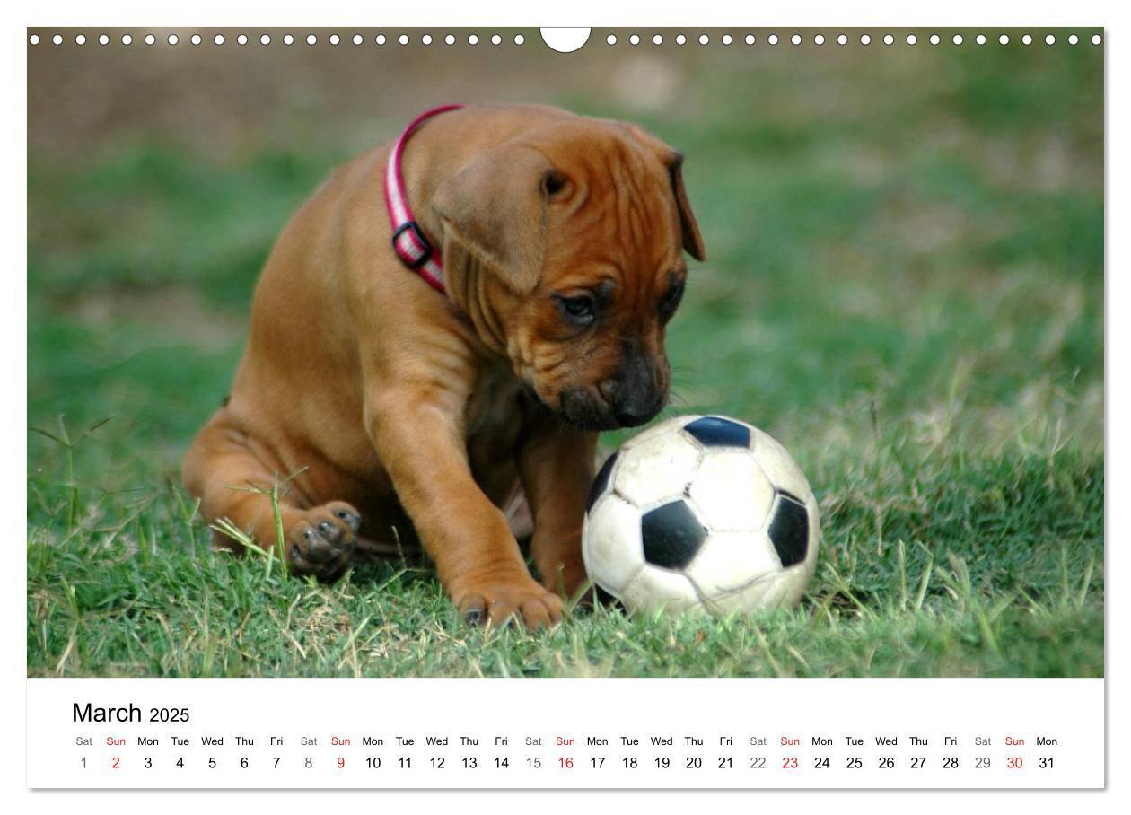 Bild: 9781325960538 | Rhodesian Ridgeback Puppies (Wall Calendar 2025 DIN A3 landscape),...