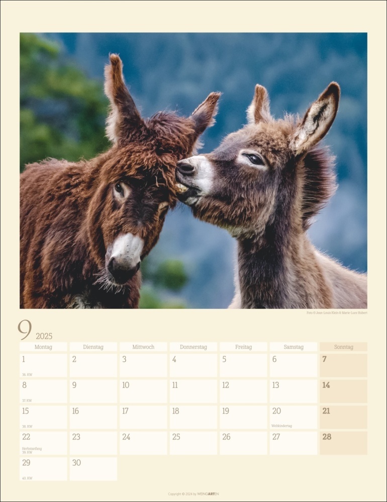 Bild: 9783839900451 | Esel Kalender 2025 | Marie-Luce Hubert (u. a.) | Kalender | 14 S.