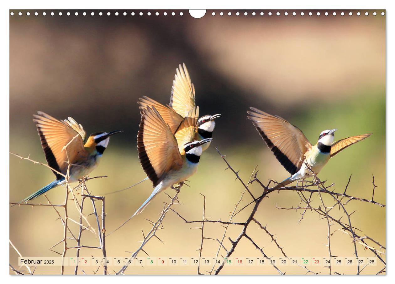 Bild: 9783435697359 | Vögel in Afrika - Magie der Farben (Wandkalender 2025 DIN A3 quer),...