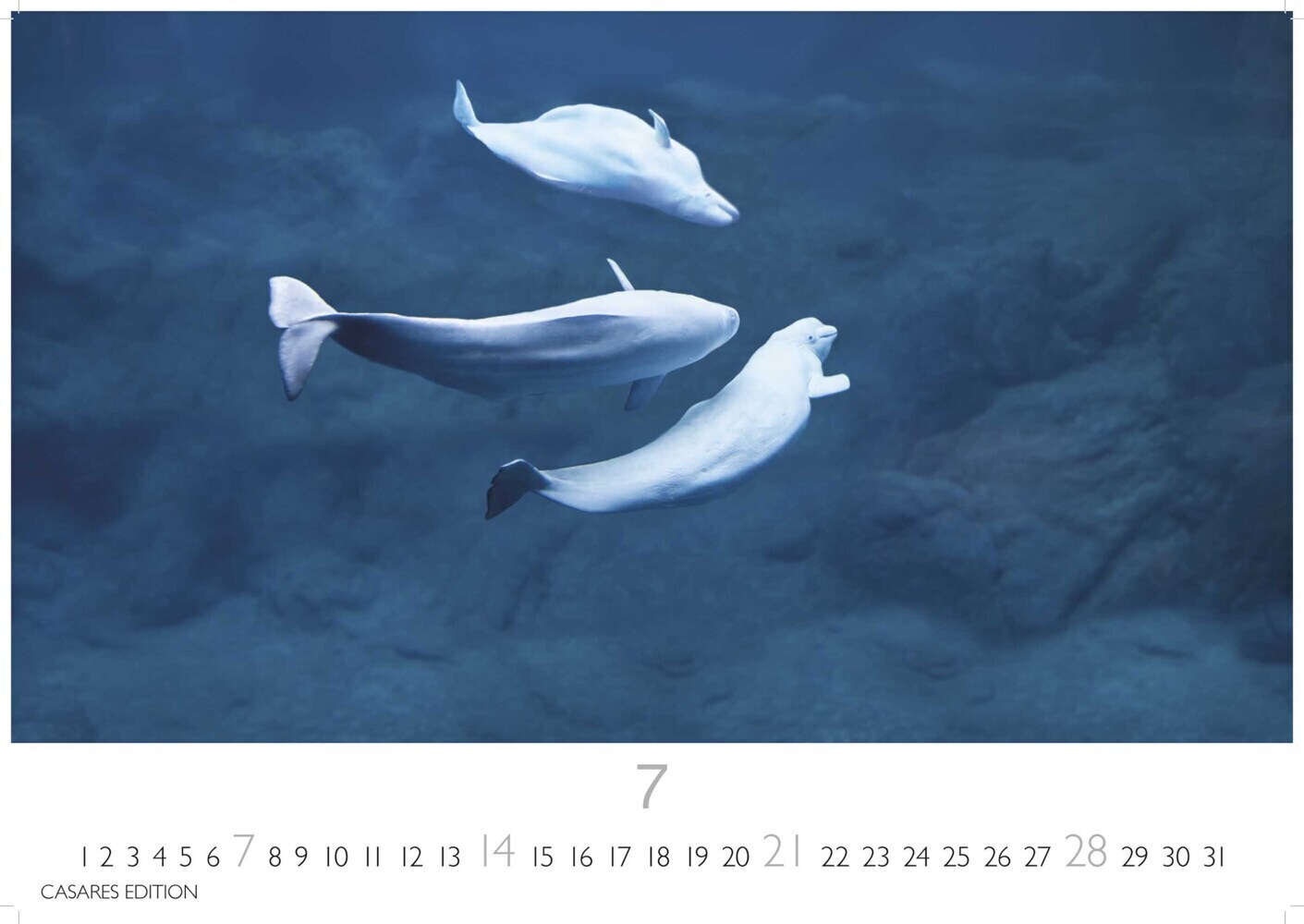 Bild: 9789918618811 | Wale und Delfine 2024 L 35x50cm | Kalender | 14 S. | Deutsch | 2024