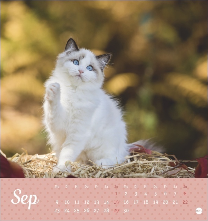 Bild: 9783756400393 | Katzen - Kleine Tiger Postkartenkalender 2024. Entzückende...