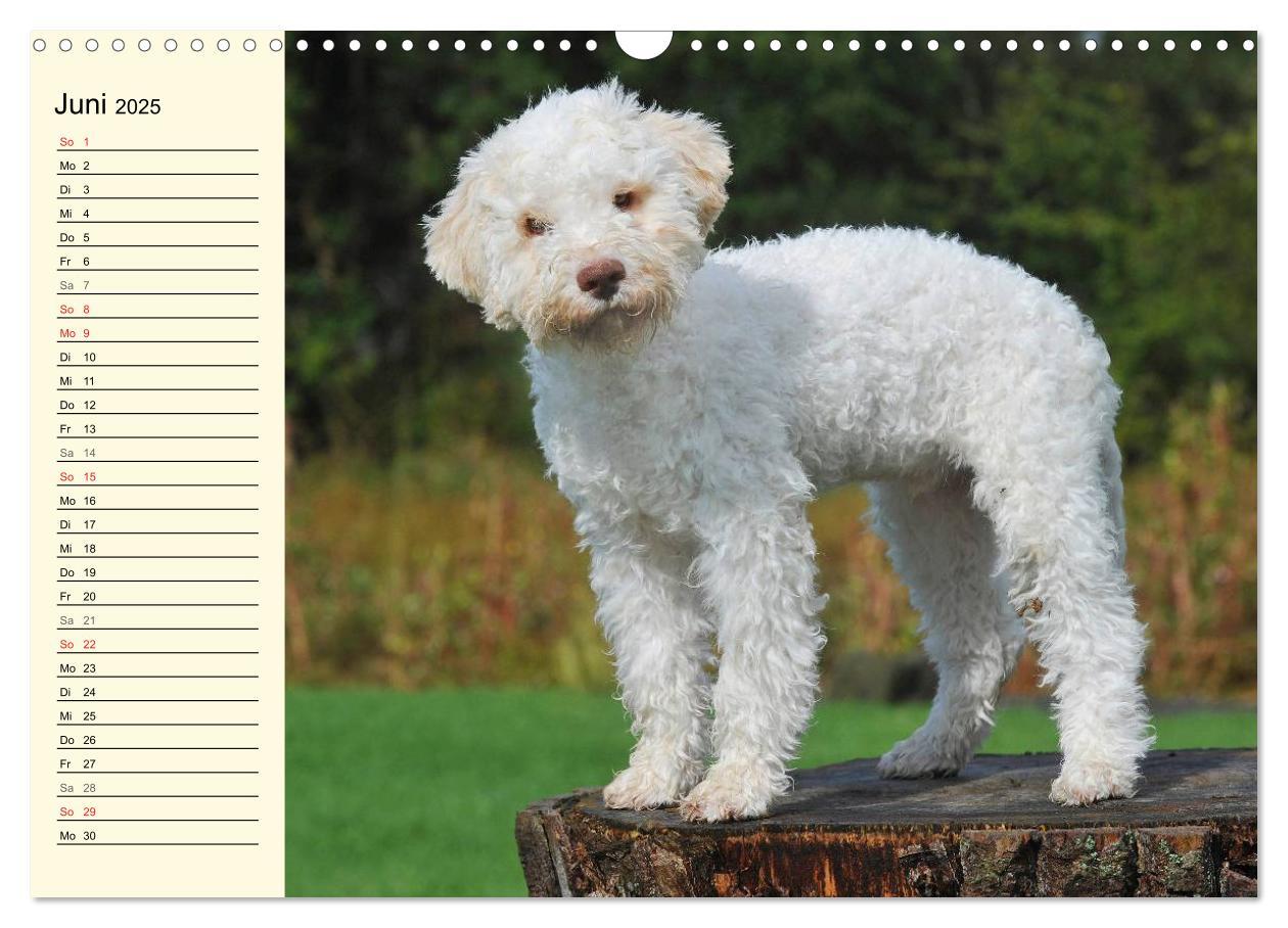 Bild: 9783435544912 | Lagotto Romagnolo - Italienischer Trüffelhund (Wandkalender 2025...