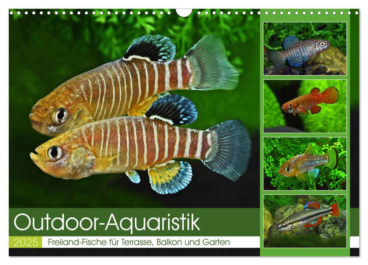 Cover: 9783383911651 | Outdoor-Aquaristik (Wandkalender 2025 DIN A3 quer), CALVENDO...