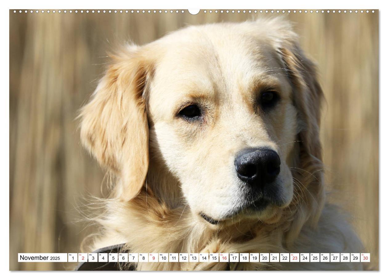 Bild: 9783435542277 | Golden Retriever ein treuer Begleiter (Wandkalender 2025 DIN A2...