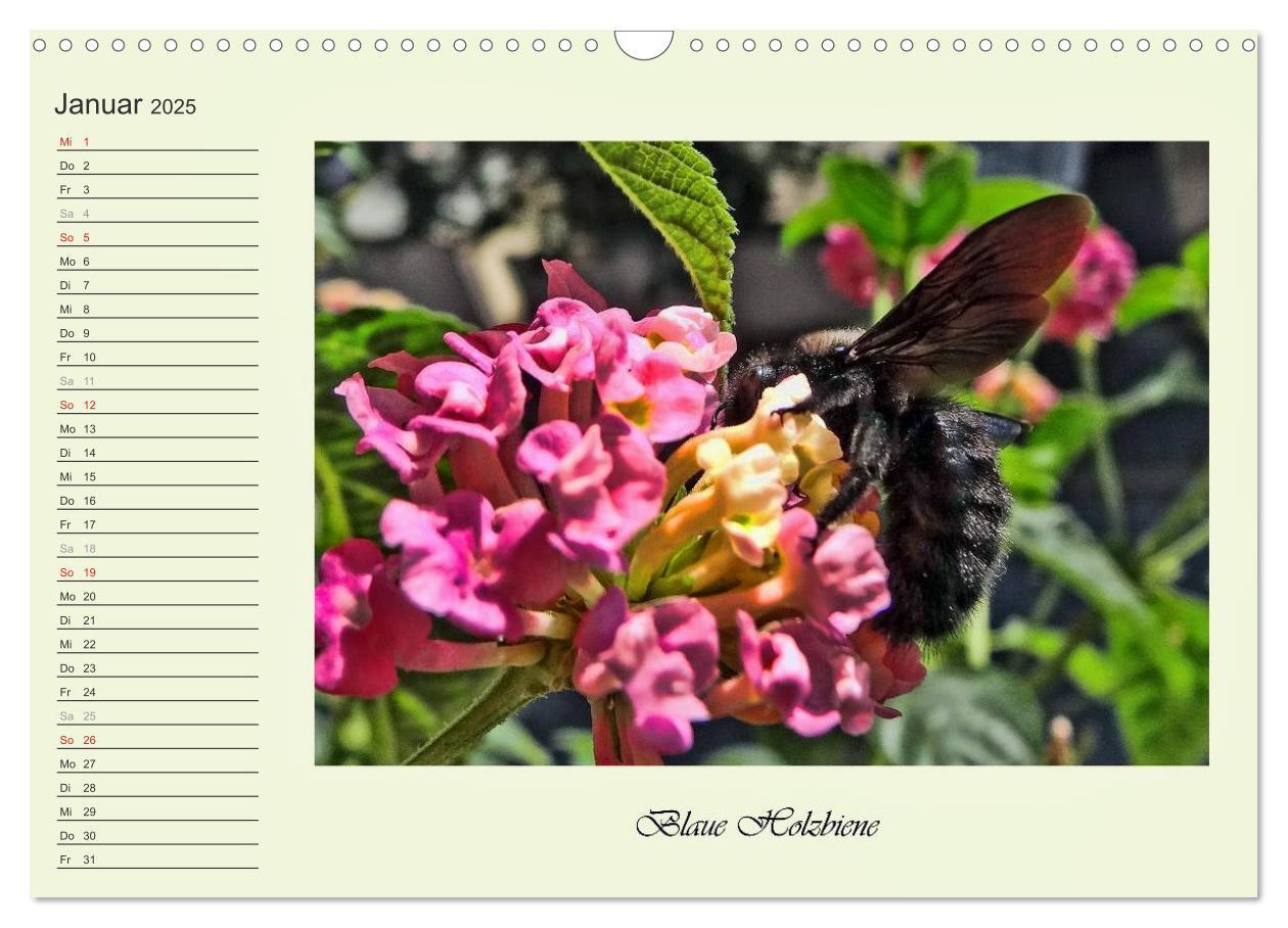 Bild: 9783435521821 | Blaue Holzbiene ¿ Hummel ¿ und Taubenschwänzchen. (Wandkalender...