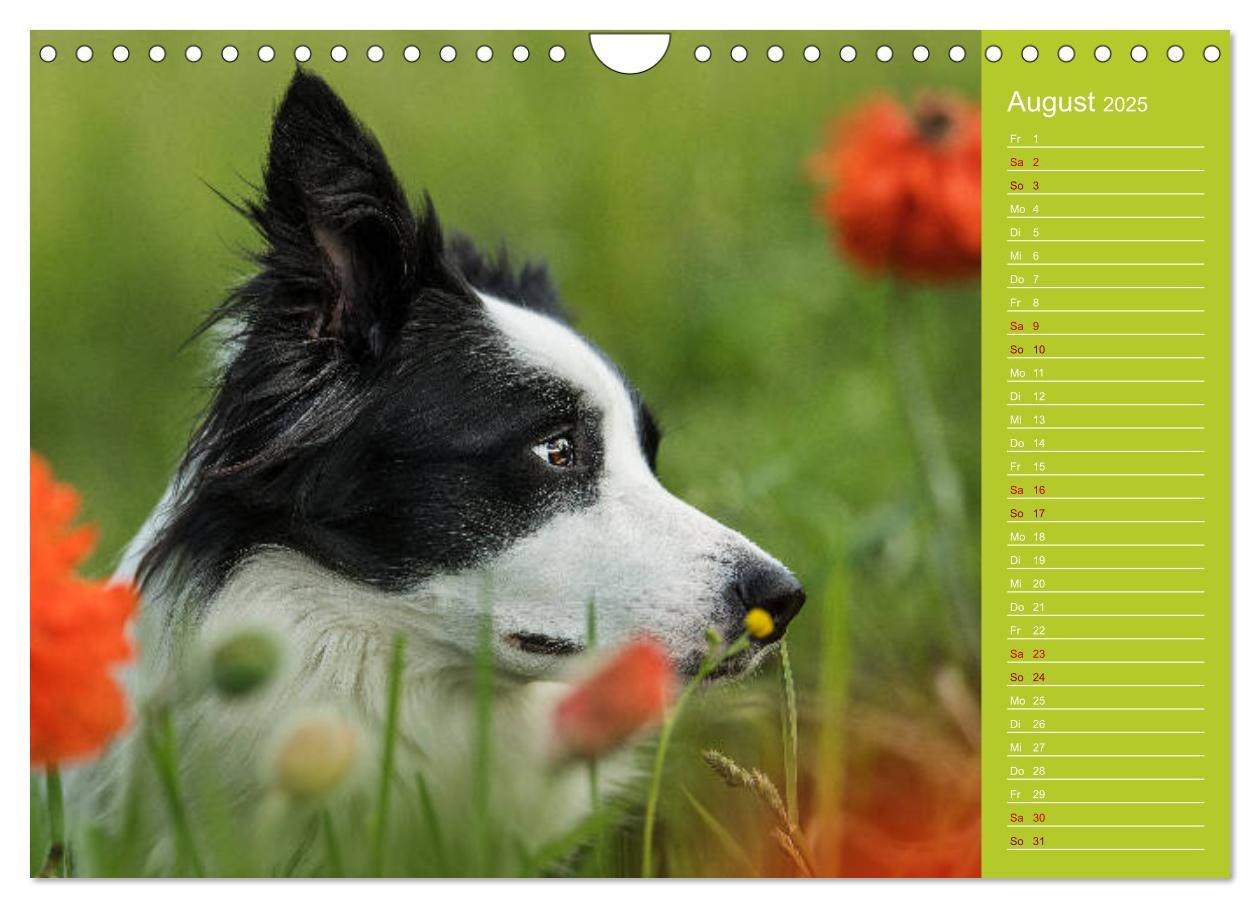 Bild: 9783435442522 | Border Collies - nicht nur schwarzweiß (Wandkalender 2025 DIN A4...