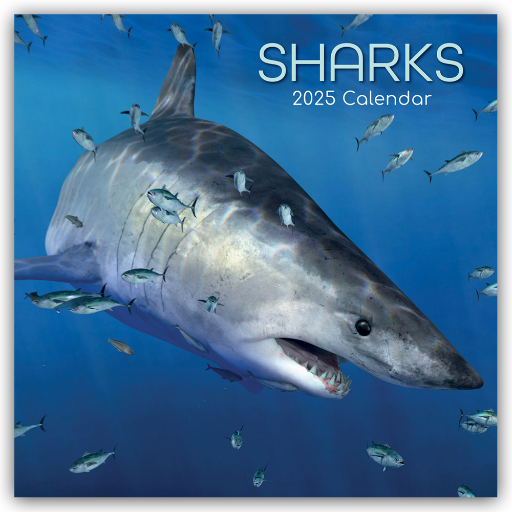 Cover: 9781835361955 | Sharks - Haie 2025 - 16-Monatskalender | Gifted Stationery Co. Ltd