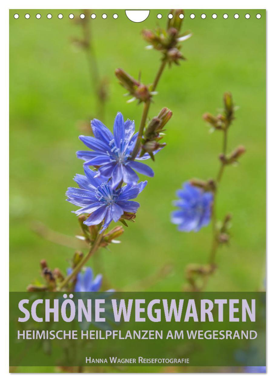Cover: 9783383124617 | Schöne Wegwarten. Heimische Heilpflanzen am Wegesrand (Wandkalender...