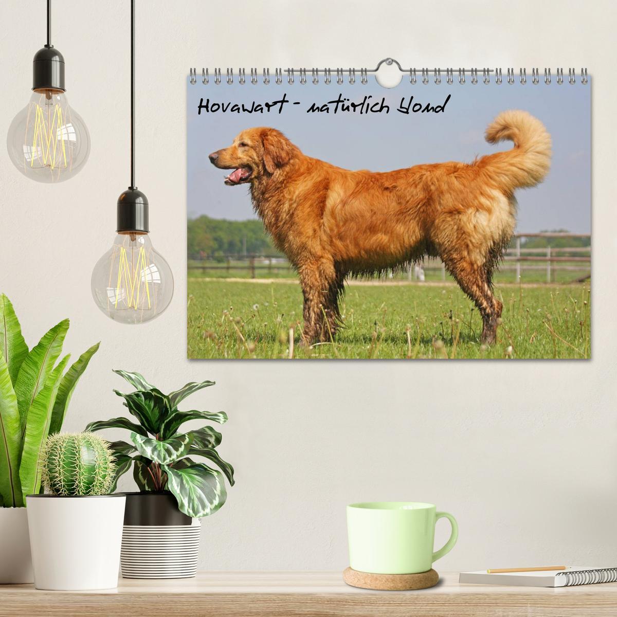 Bild: 9783435793013 | Hovawart - natürlich blond (Wandkalender 2025 DIN A4 quer),...