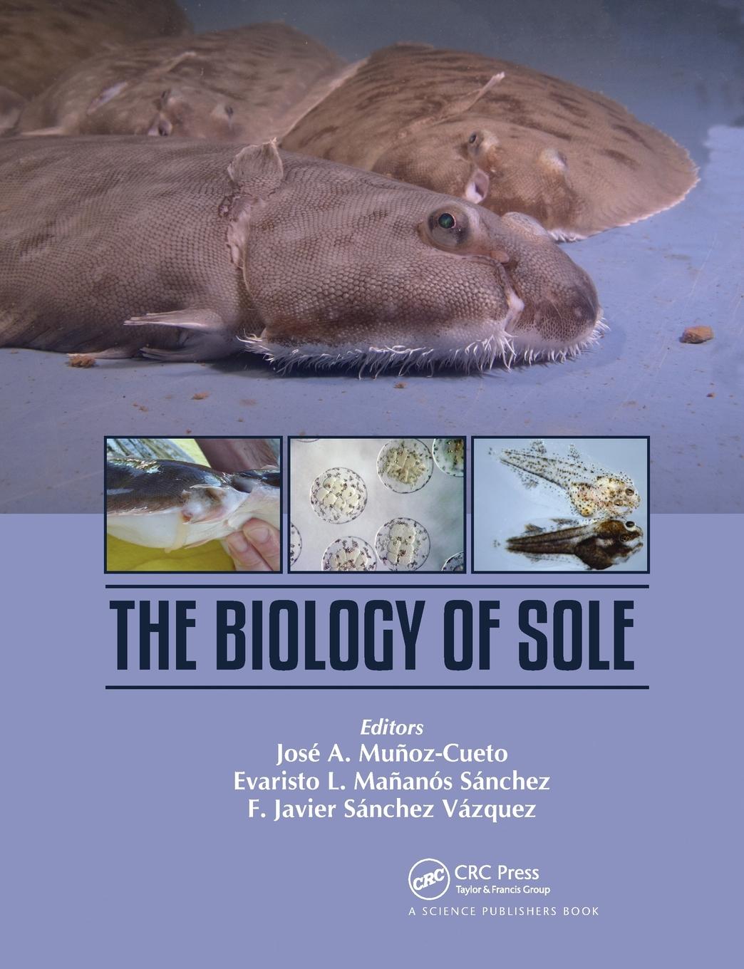 Cover: 9780367779832 | The Biology of Sole | José A. Munoz-Cueto (u. a.) | Taschenbuch | 2021