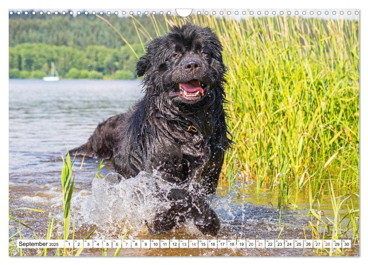 Bild: 9783435306206 | Neufundländer - Das Wasser ist ihr Element (Wandkalender 2025 DIN...