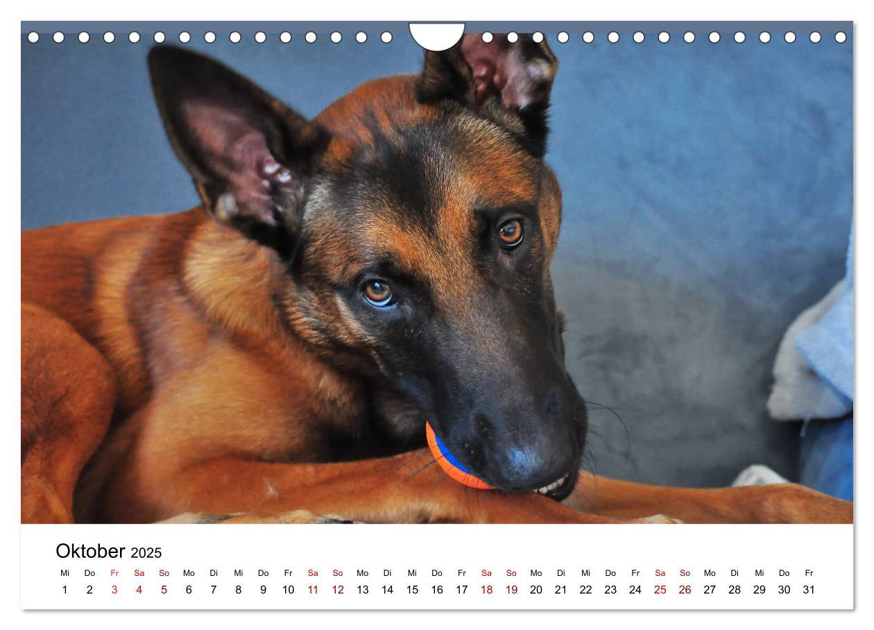 Bild: 9783435340415 | Malinois - Wahnsinn auf vier Pfoten (Wandkalender 2025 DIN A4...