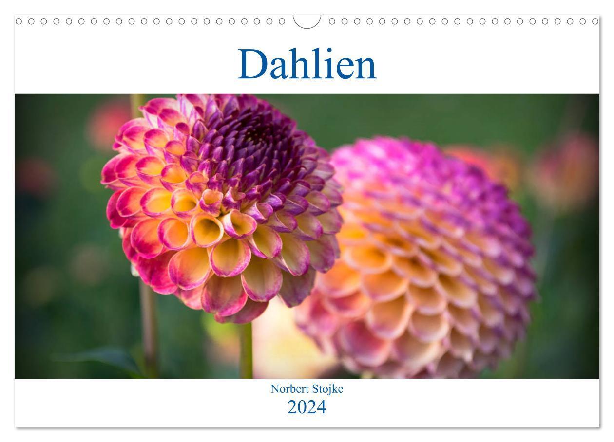 Cover: 9783383055607 | Dahlien - Blumenwunder der Natur (Wandkalender 2024 DIN A3 quer),...