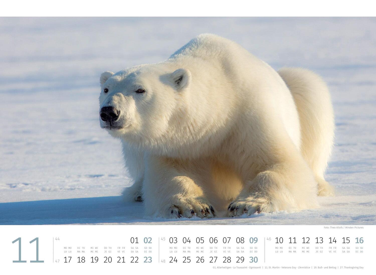 Bild: 9783838425986 | Eisbären Kalender 2025 | Ackermann Kunstverlag | Kalender | 14 S.