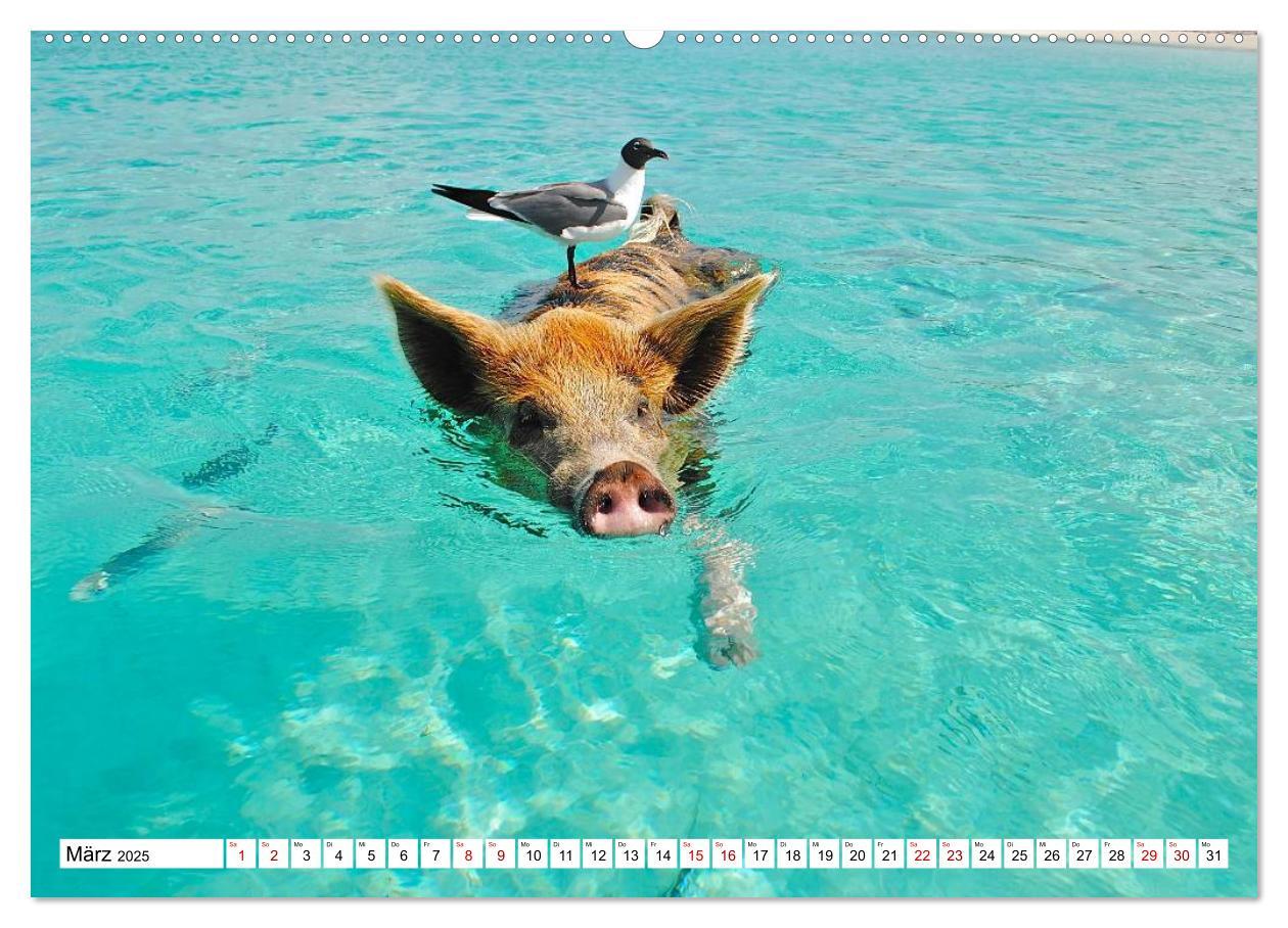 Bild: 9783435420759 | Schweine im Dauerurlaub auf den Bahamas! (Wandkalender 2025 DIN A2...