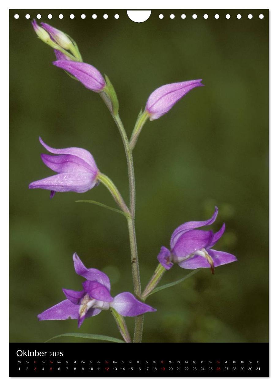 Bild: 9783457064313 | Wildwachsende Orchideen in Deutschland (Wandkalender 2025 DIN A4...