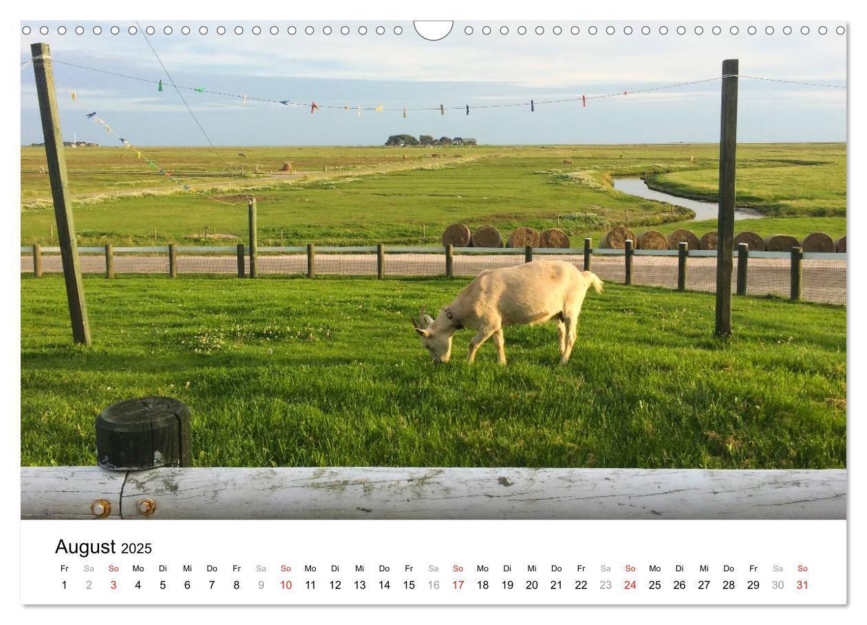 Bild: 9783435570010 | Hallig Hooge - zwischen Himmel und Erde (Wandkalender 2025 DIN A3...