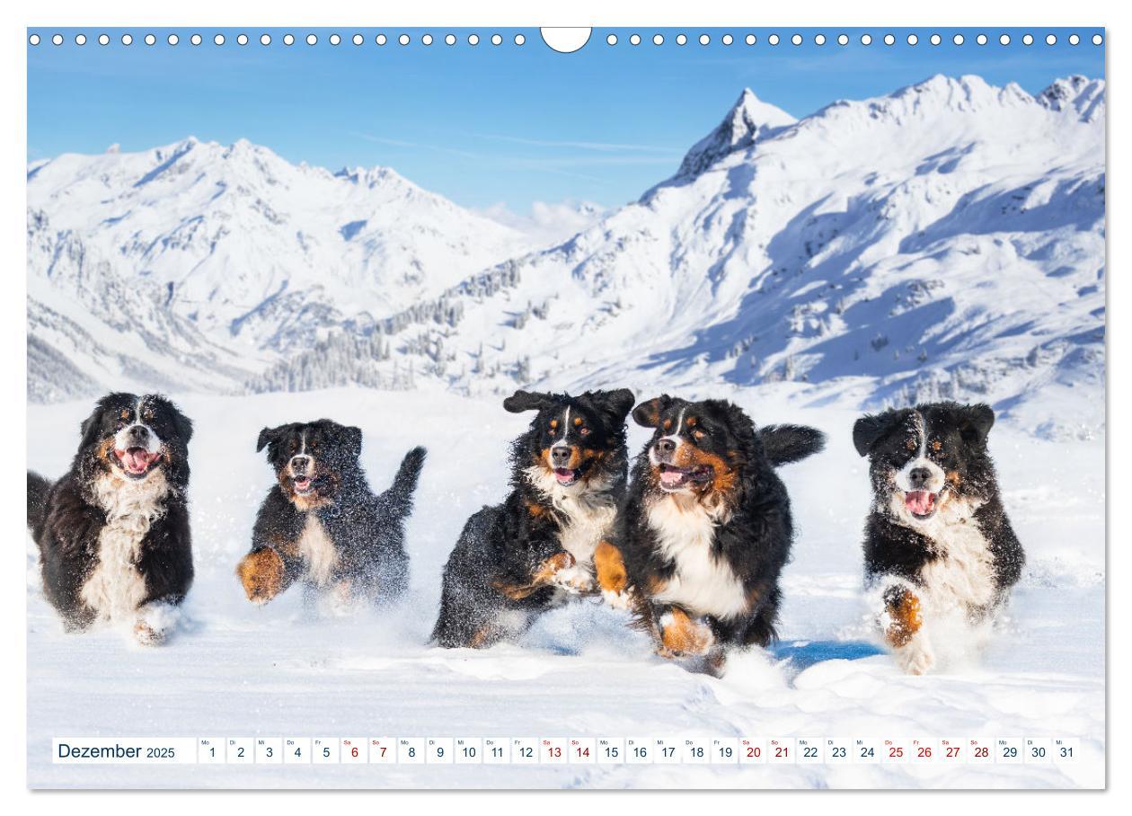 Bild: 9783435050079 | Berner Sennenhund - Ein Traum auf vier Pfoten (Wandkalender 2025...