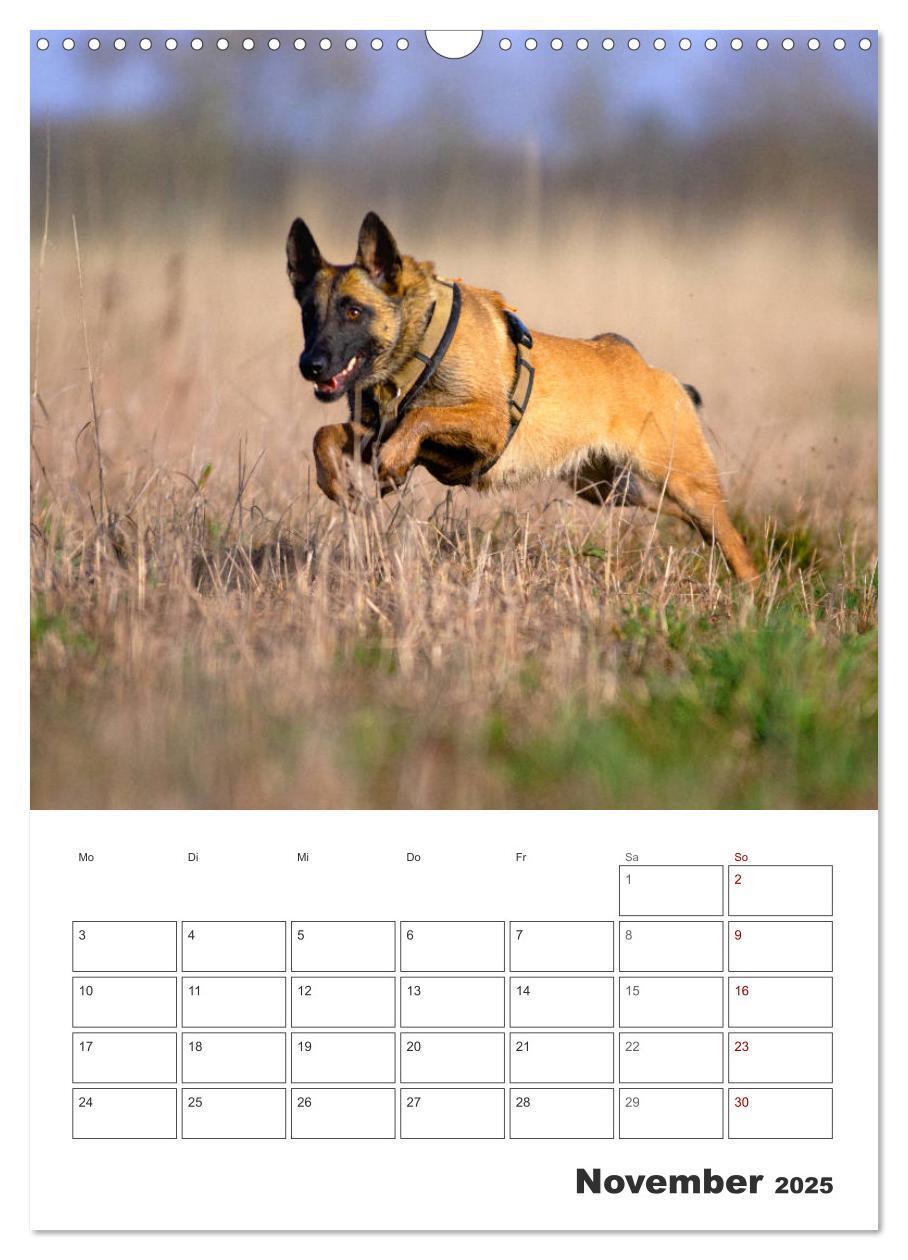 Bild: 9783435947850 | Malinois Power auf vier Pfoten (Wandkalender 2025 DIN A3 hoch),...