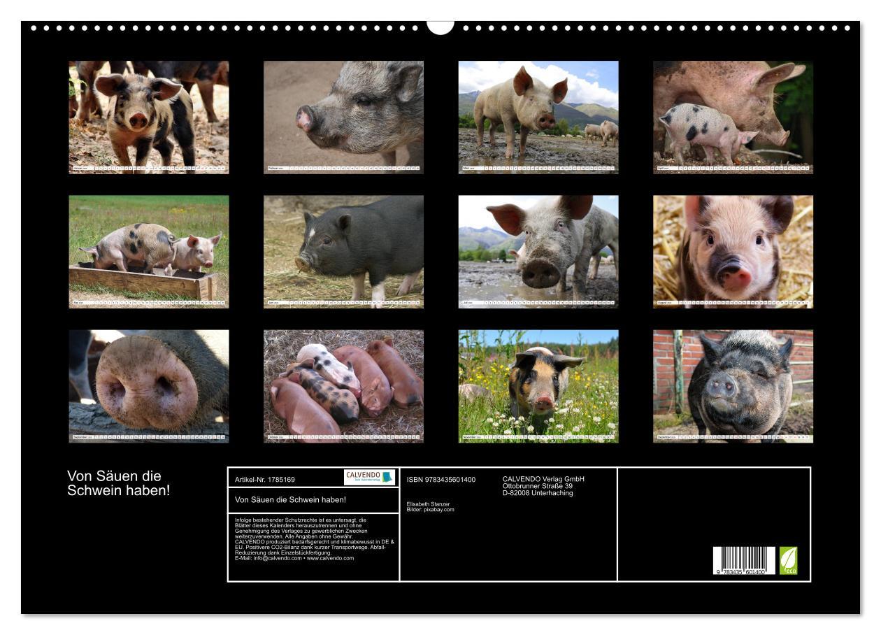 Bild: 9783435601400 | Von Säuen die Schwein haben! (Wandkalender 2025 DIN A2 quer),...