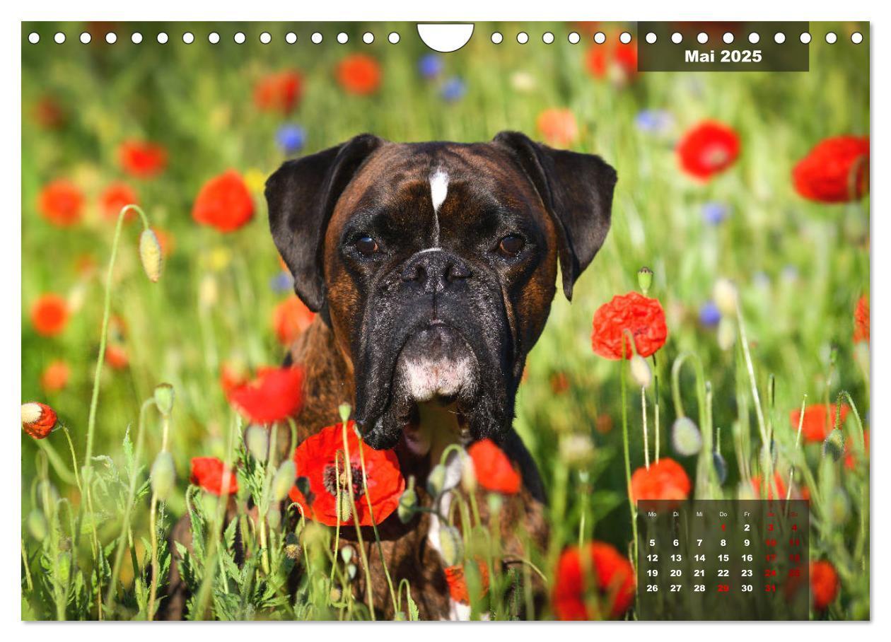 Bild: 9783435110896 | Boxer Frech und fröhlich durch das Jahr (Wandkalender 2025 DIN A4...