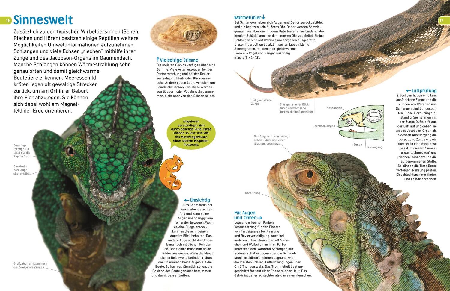 Bild: 9783831042630 | memo Wissen entdecken. Reptilien | Colin McCarthy | Buch | Deutsch