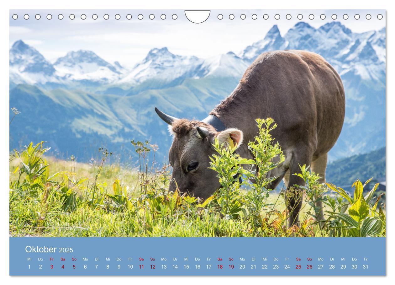 Bild: 9783383832260 | Allgäuer Rindvieh 2025 (Wandkalender 2025 DIN A4 quer), CALVENDO...