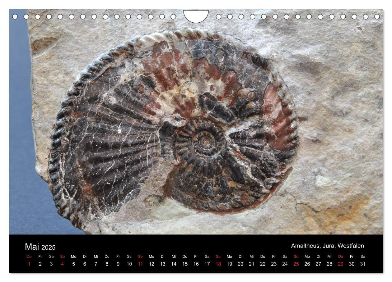 Bild: 9783435772056 | Fossilien - Zeugen der Urzeit (Wandkalender 2025 DIN A4 quer),...